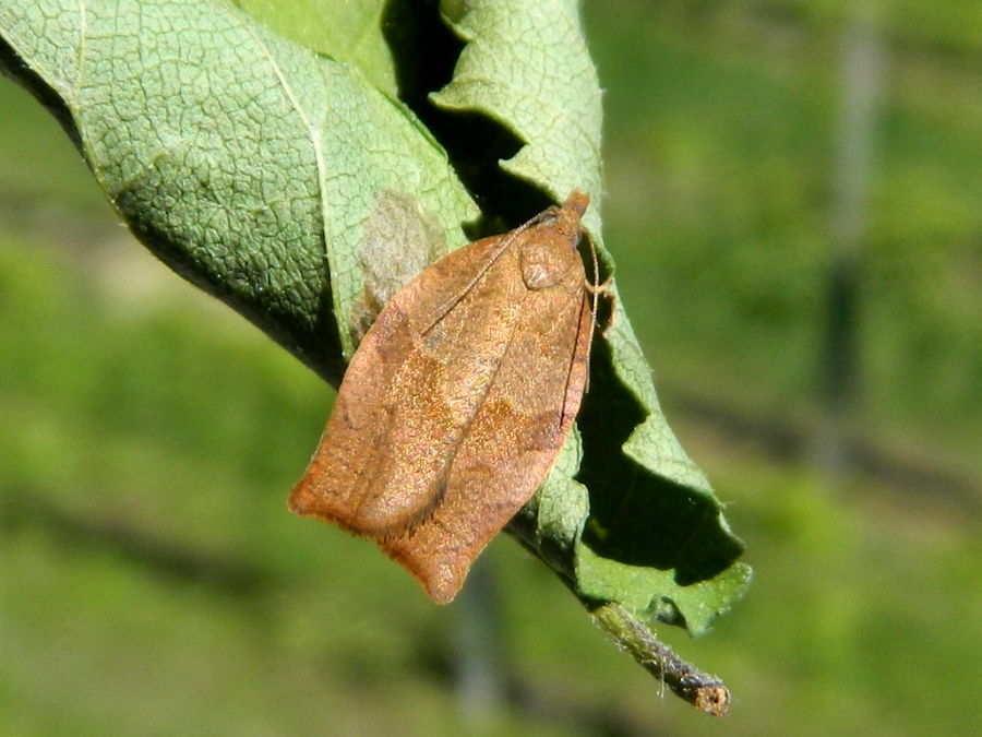 Pandemis heparana - Tortricidae